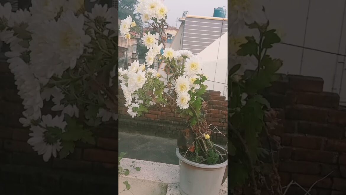 #chrysanthemum flowers| #wintercollection |#garden |#flowers |#Rishika|@Rishikesh533