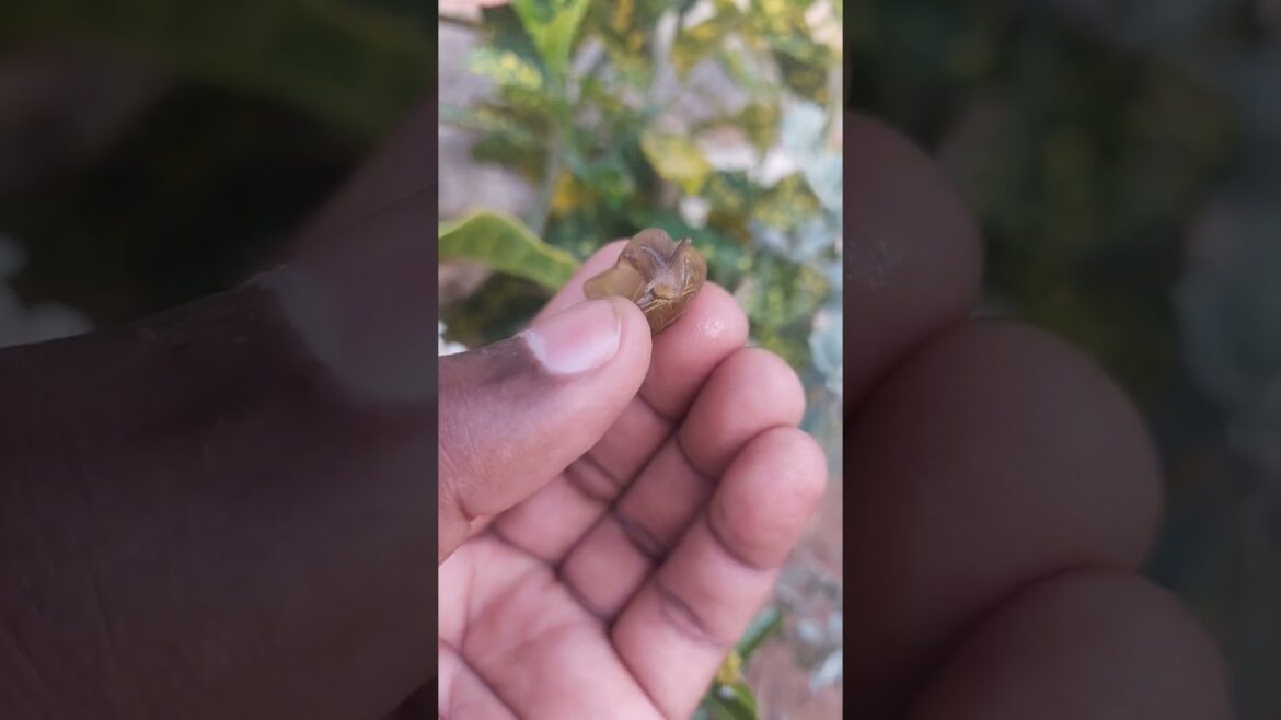 💖💥🌿😍#beautiful🐾🎼 #trends #green🎼🎷💞 #gardening #dancecover🤩😍 #choreography #explore #youtube #foryou