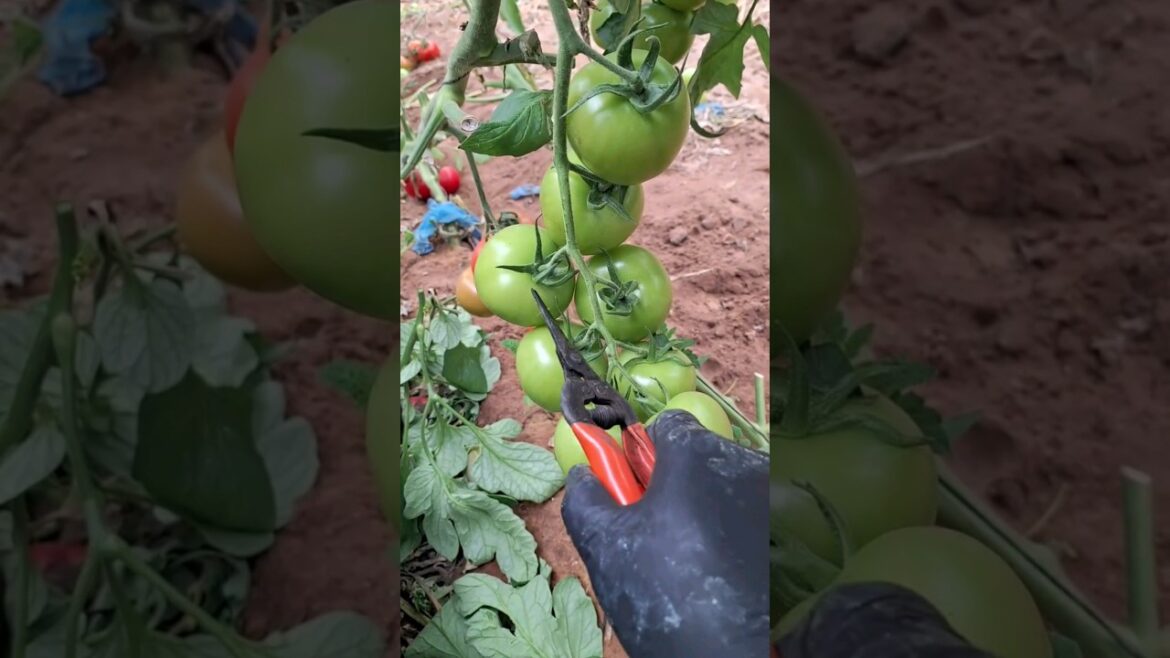 How to Pruning In Tometo Plants#gardeningtips #gardening #fruits #vegetables #shorts