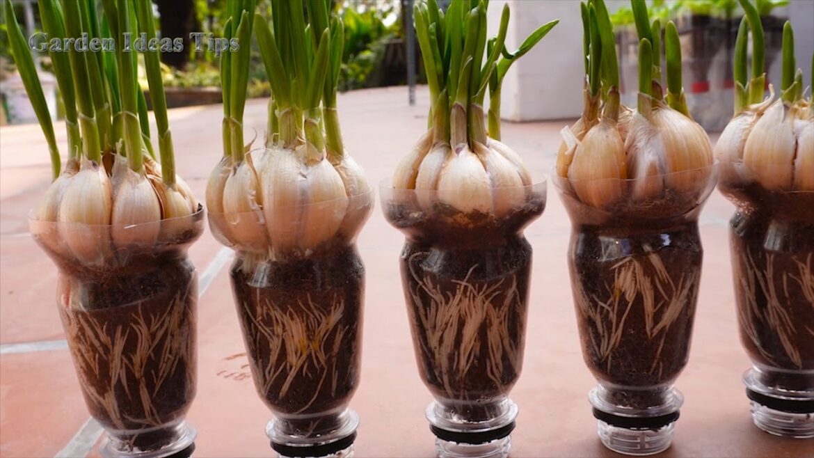 How to Grow Garlic in Plastic Bottles/Vegetable Gardening Tips on Rooftop Balcony