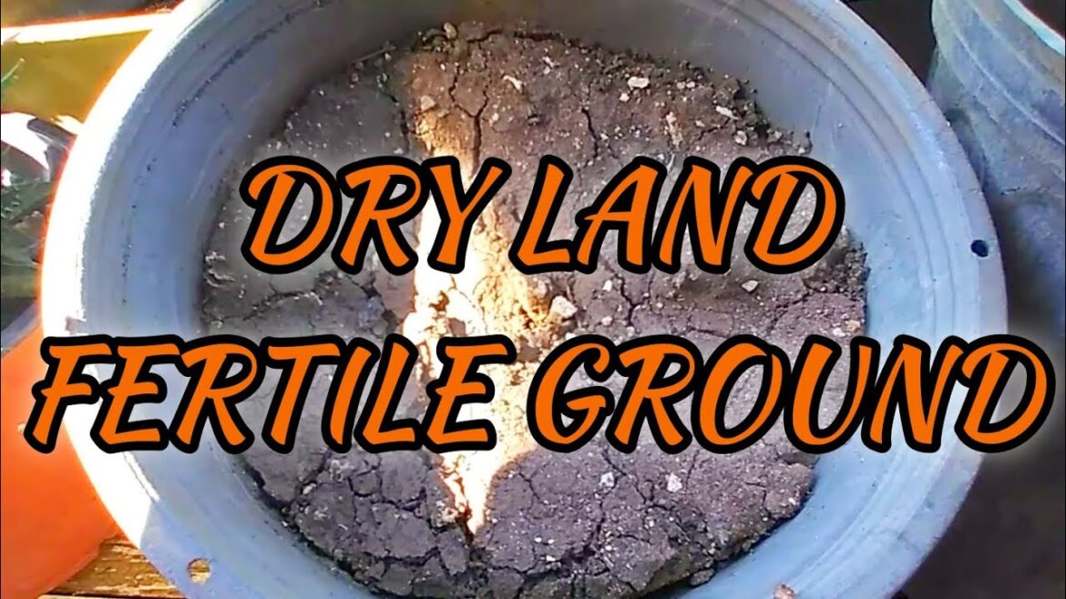 Dry Land Fertile Ground | #gardeningthroughthewindow Dry Land Fertile Ground | #gardeningthroughthewindow