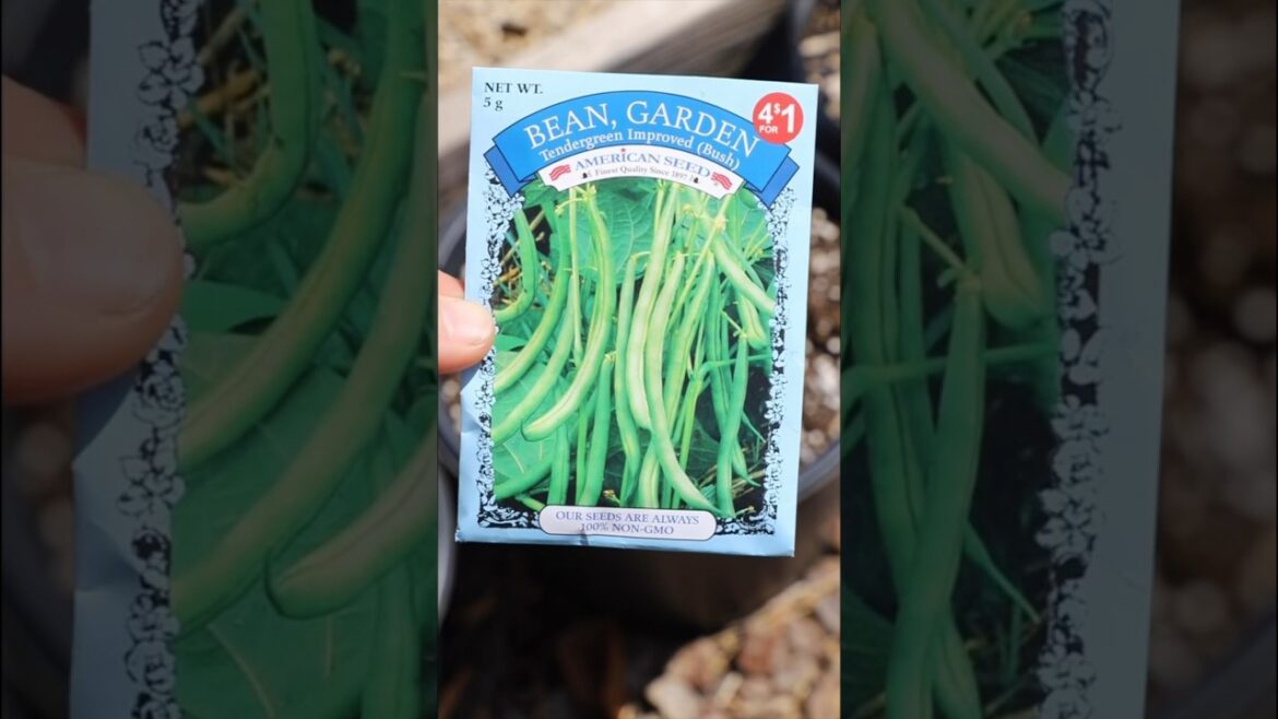 DOLLAR TREE GREEN BEANS IN CONTAINER | Tendergreen Improved Bush Garden Bean | Connecticut #Garden