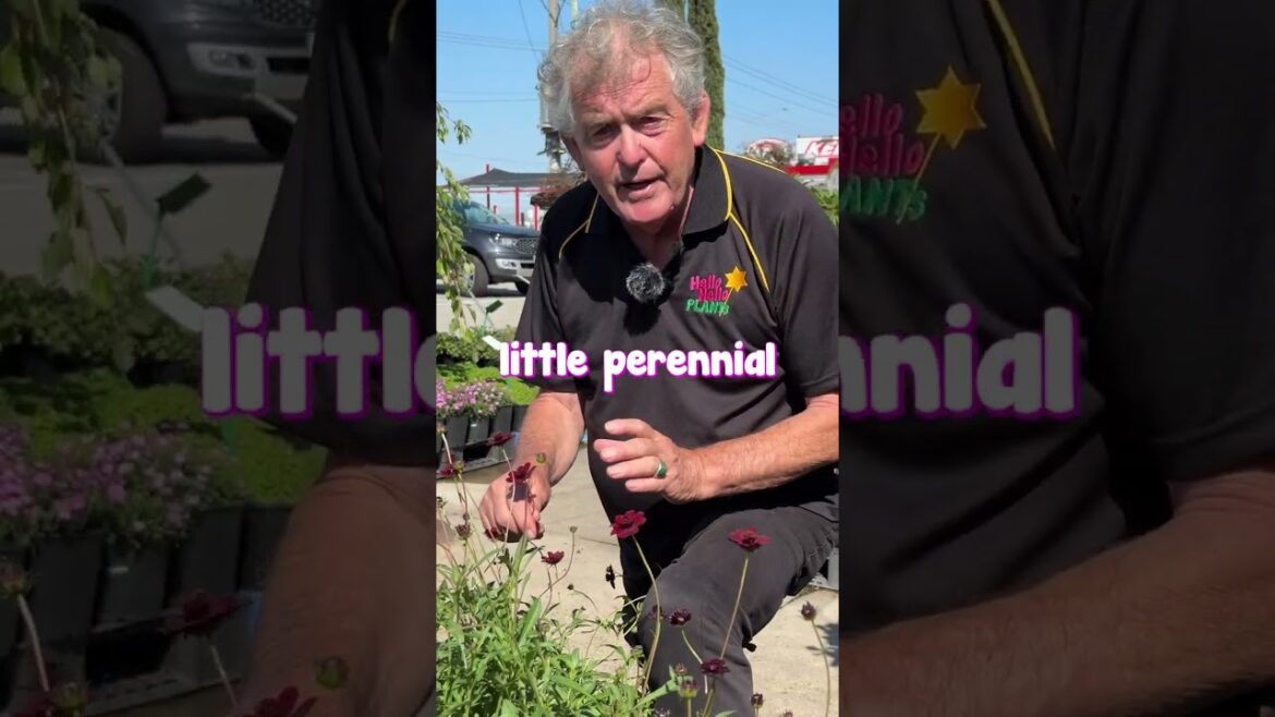 Cosmos Chocolate Actually Smells Like Chocolate! ❤🍫 Cosmos Chocolate Actually Smells Like Chocolate! ❤🍫