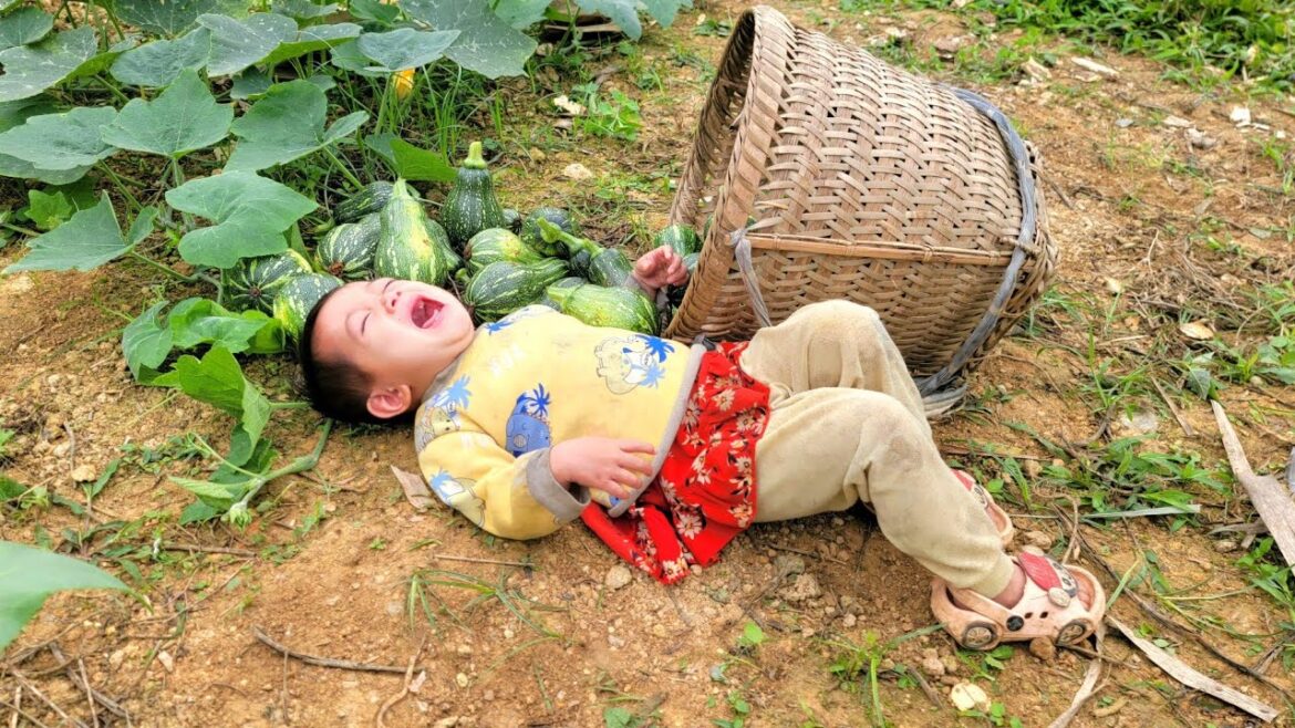 Harvest pumpkins with my daughter to sell at the market | Vegetable gardening / Ly Thi Loan