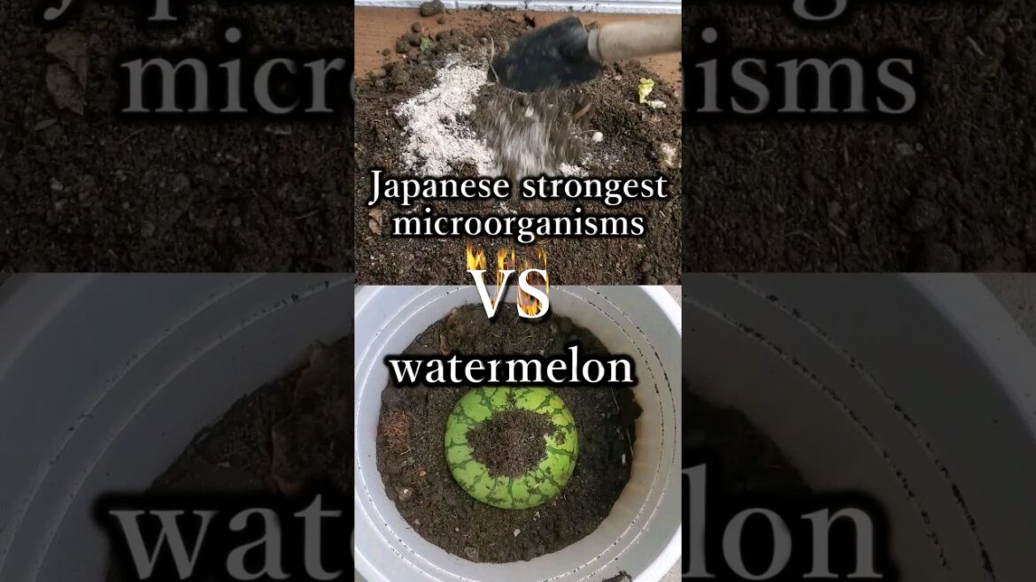 Experience the wonders of Japanese microorganisms! Take your gardening to new heights of success!