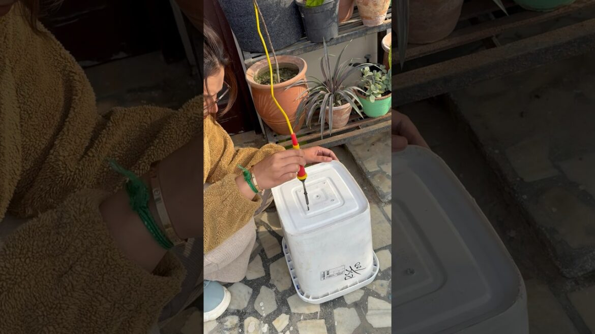 Grow Fresh Peas at Home: Container Gardening Made Easy #gardening #terracegarden #shortsfeed #shorts