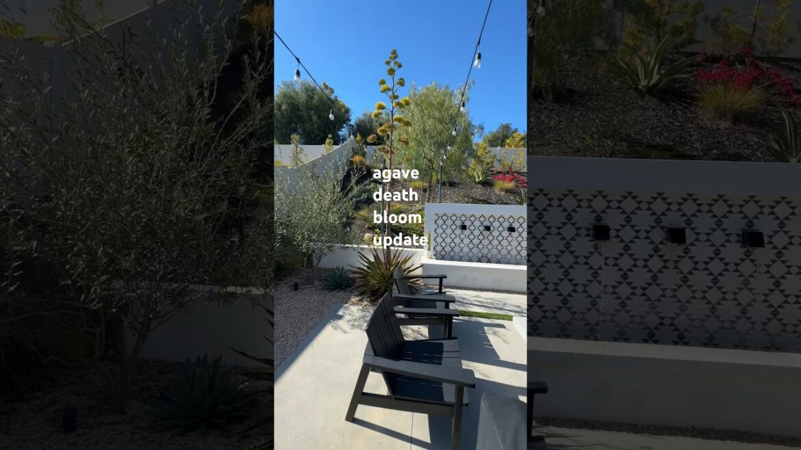 Agave death bloom update #shorts #backyard #vlogger