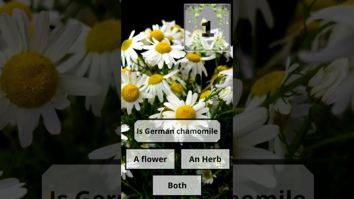 Do you think this plant is a flower or an herb? #shorts #beginnergardener #herbs #gardeningshorts