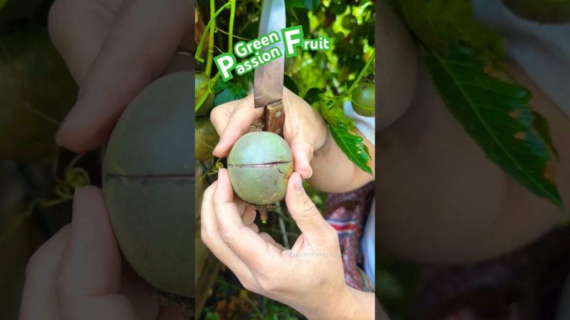 Green Passionfruit 🍈 #shorts #satisfying #fruit #garden #enjoy #food