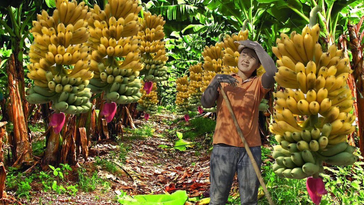 Harvest Bananas, Harvest Fruit and Sell To Market - Gardening | Building New Life