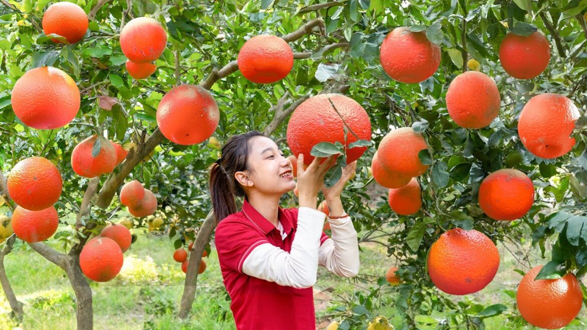 Harvesting STAR RUBY GRAPEFRUIT goes to market sell - Vegetable Gardening | Ly Thi Na