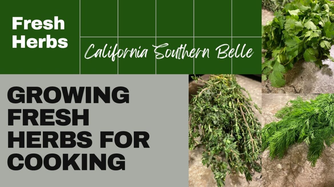Growing Fresh Herbs for Cooking 2 | Container Gardening #casouthernbelle