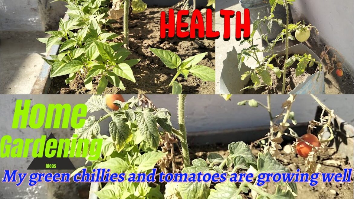 Homegardening Ideas | Why do tomatoes and green chillies grow in useless pots of soil | Simple Tips