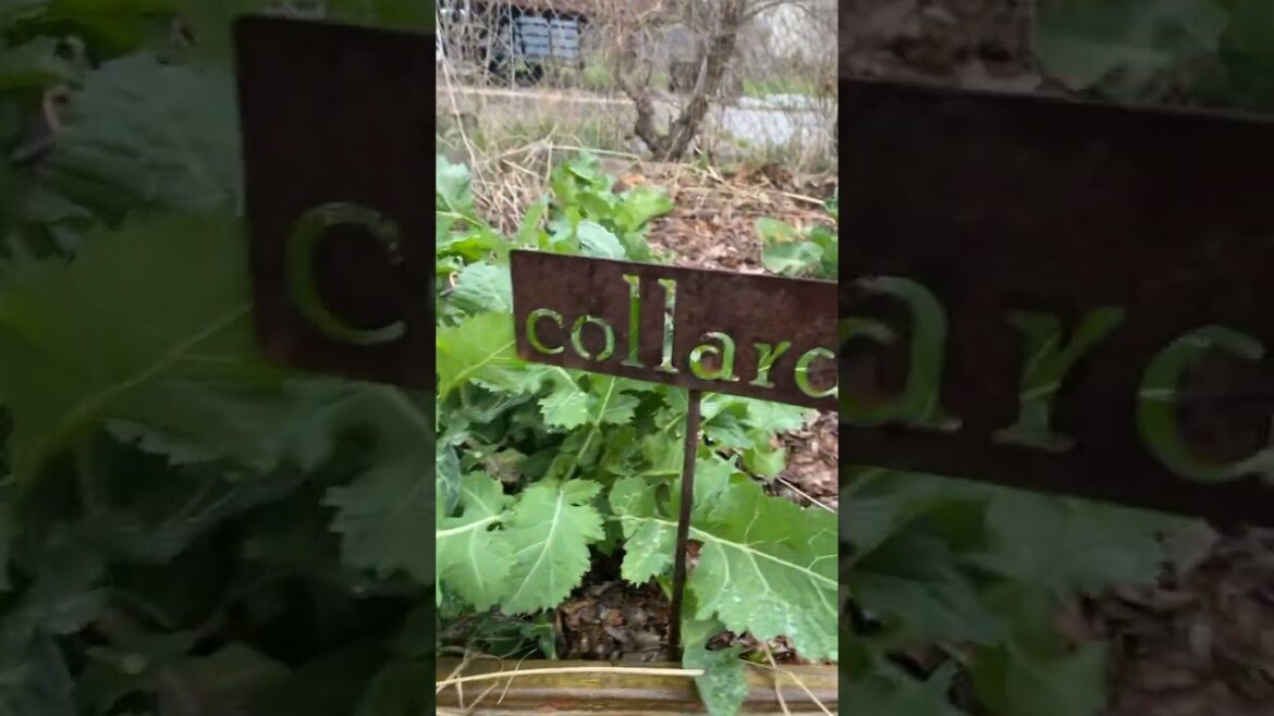 🥬🥬#Gardening #epic gardening #Zone5 #growing collards