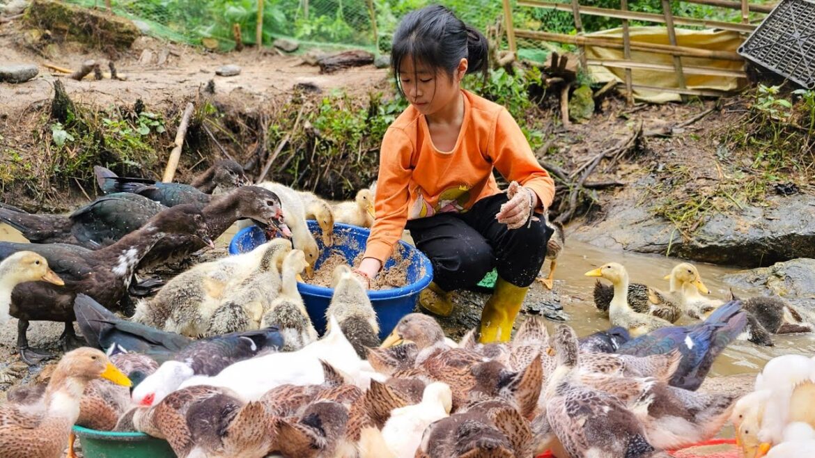 Growing ginger. Harvest green vegetables to sell at the market. Daily life of orphans