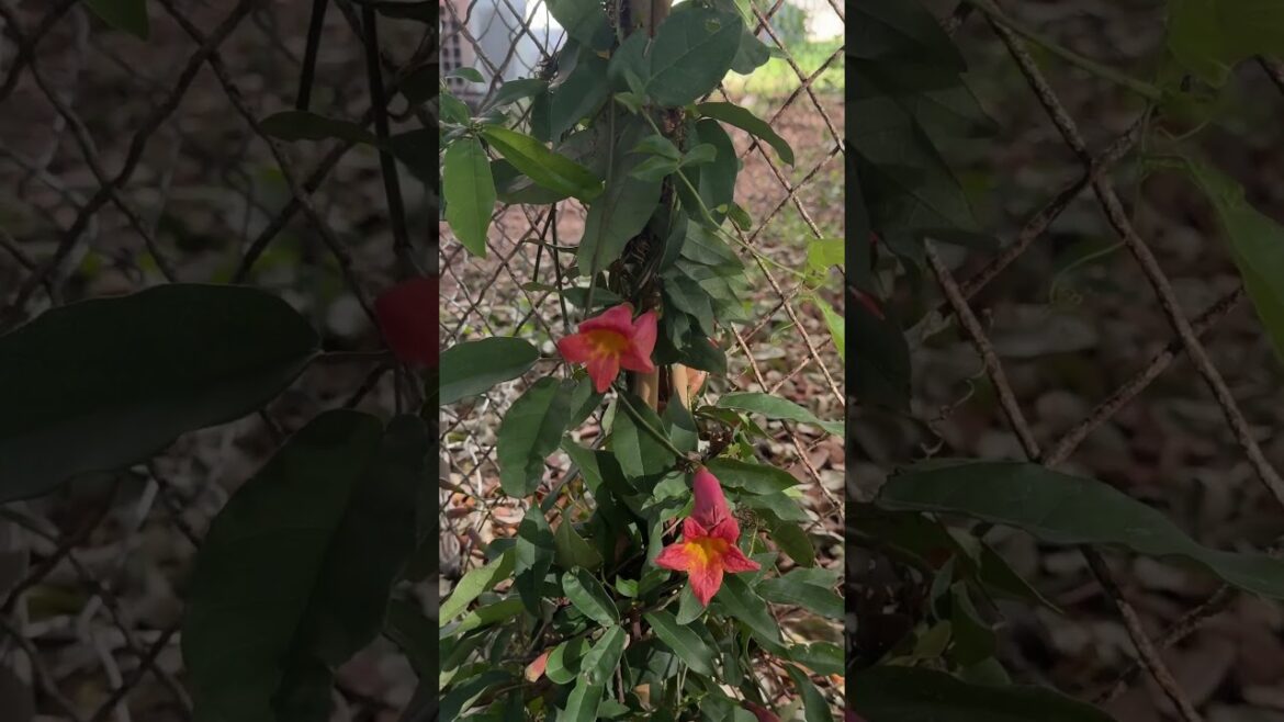 Top 7 Texas Native Plants for a Colorful Landscape in Mid Spring Top 7 Texas Native Plants for a Colorful Landscape in Mid Spring