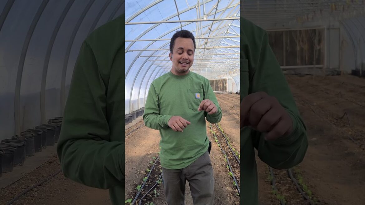 Crops to start early #edenvalleyfarm #gardeningvideos #greenhouse #farmschool #ediblegardening