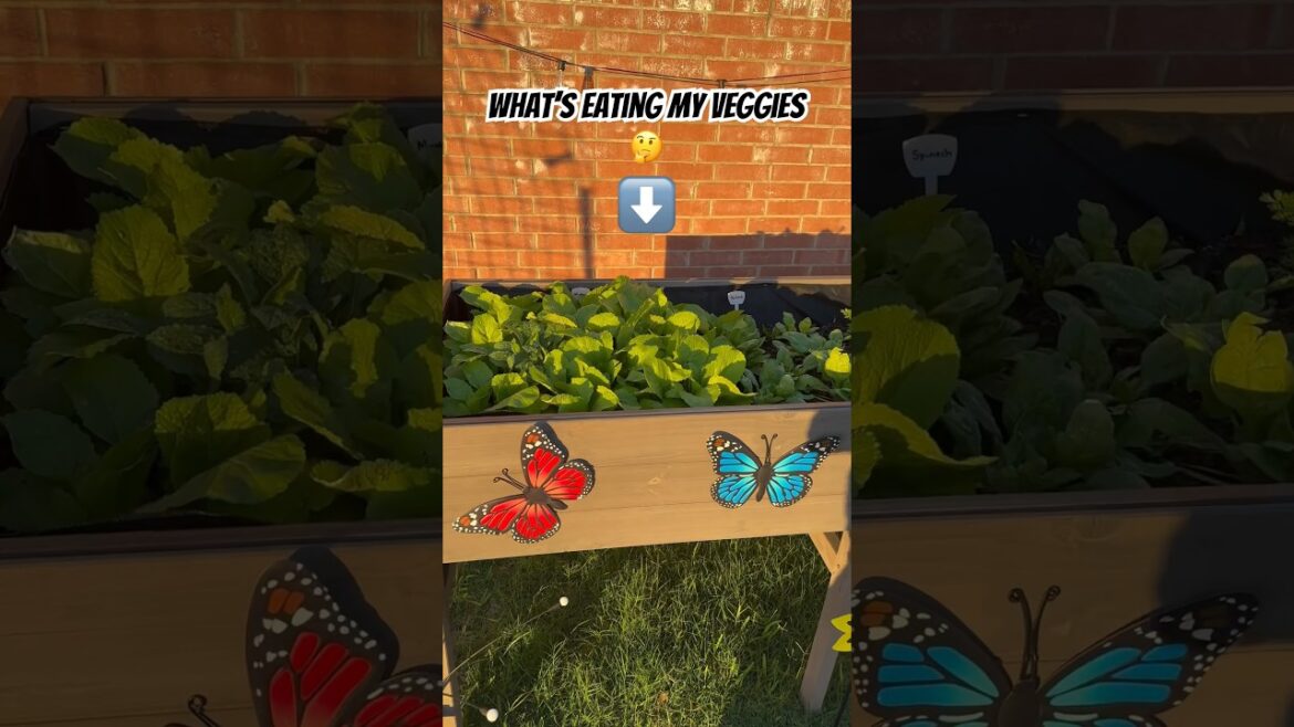 What’s Eating My Spinach #shorts #garden #plants #food