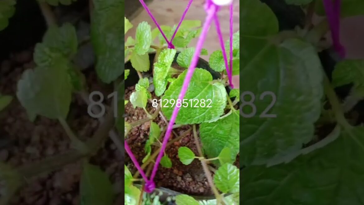 Hangingplant #homegarden #gardening #flower #plants #houseplant #nature #beauty #garden