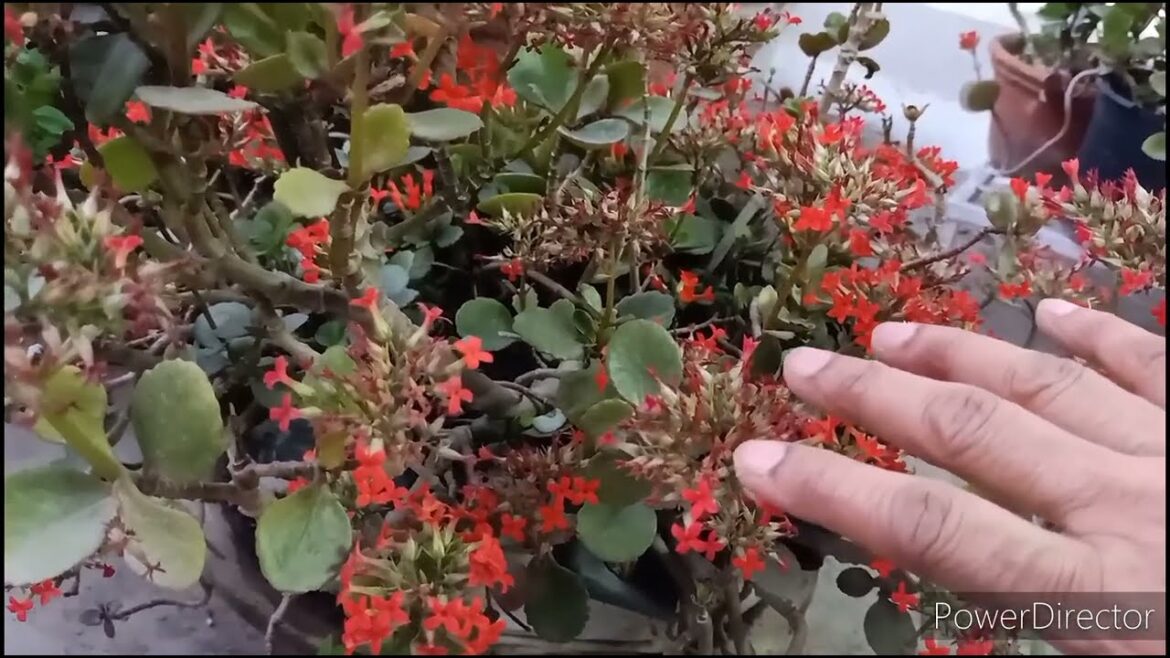 How to save Kalanchoe for next season// Start now