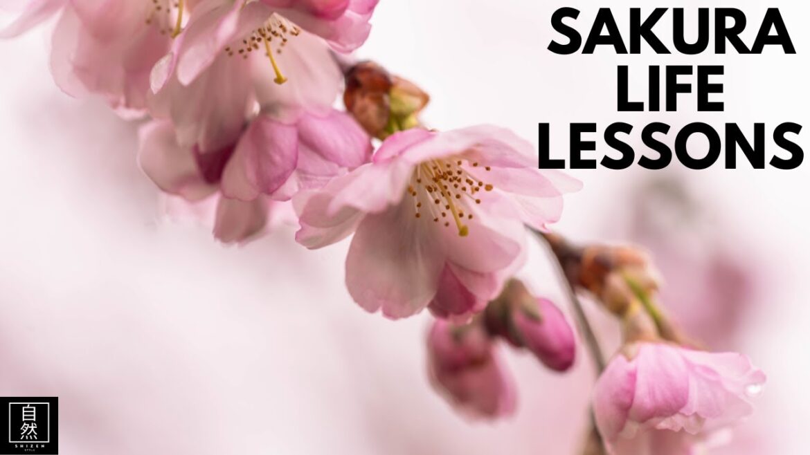 Lessons From the Cherry Blossoms | Mono no Aware: The Transience of Life
