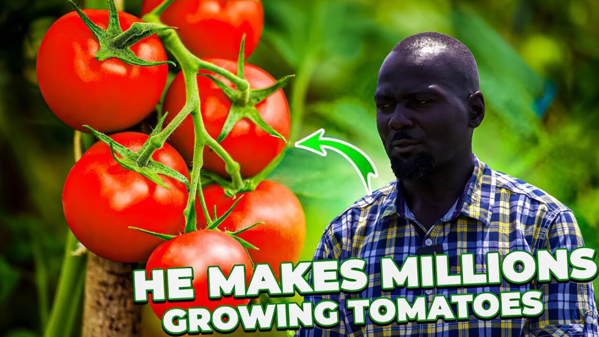 How He Makes Millions Growing Tomatoes | Success Story How He Makes Millions Growing Tomatoes | Success Story