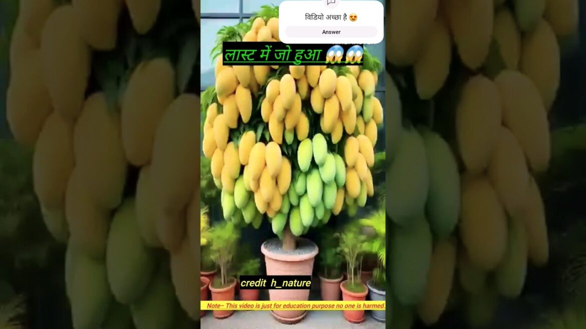 New planting skills to harvest more mangoes #farming #gardening||try 1minutes nature garden New planting skills to harvest more mangoes #farming #gardening||try 1minutes nature garden