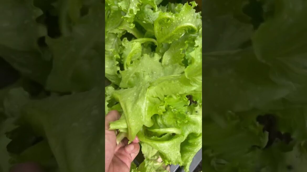 Harvests organic vegetables and cooking #lettucegrow #garden #asmrgarden #waterlettuce #gardening