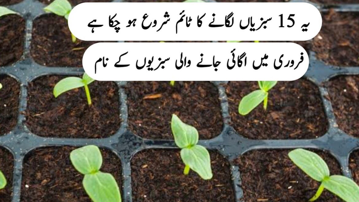 February me ugne wali 15 sabziyan || Now the time sow this 15 vegetables.