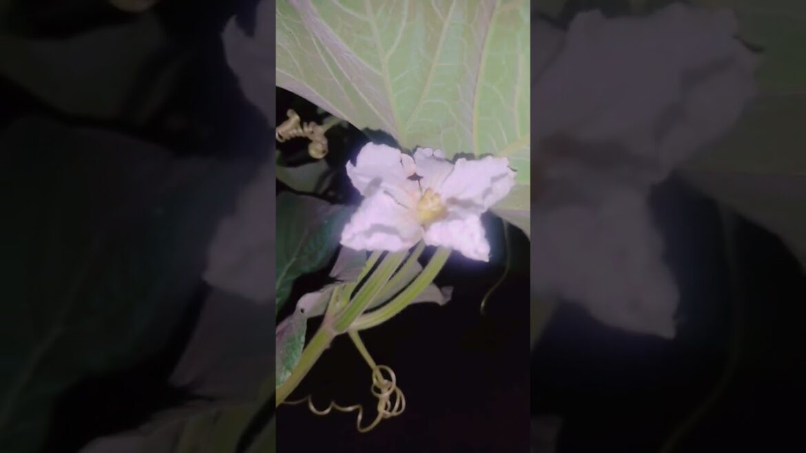 Kaddu #gardening #song #garden #gardenlife #gardenlife #flowerplants #