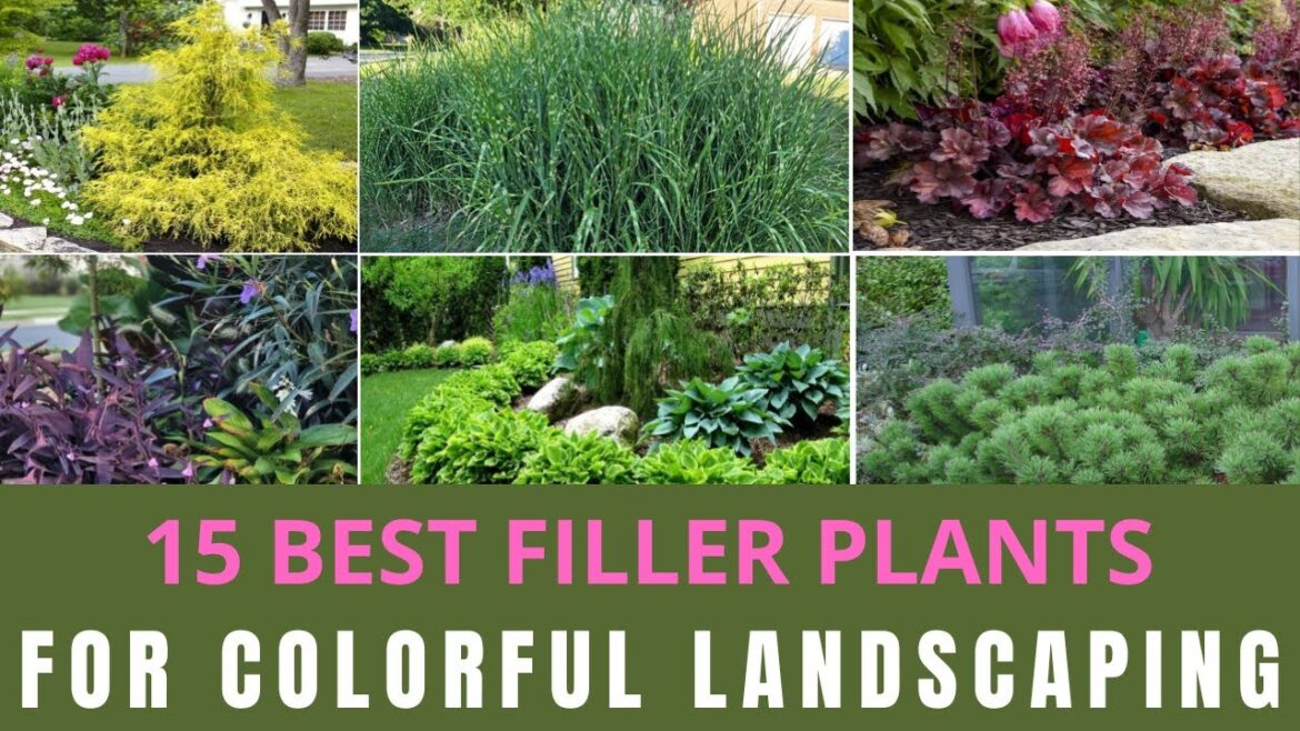 15 Best Ornamental Filler Plants For Colorful Landscaping | Best Ornamental Plants Front Yard 15 Best Ornamental Filler Plants For Colorful Landscaping | Best Ornamental Plants Front Yard