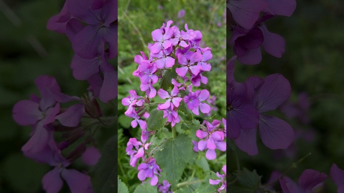 HONESTY/ lunaria annua/ moon wort/ silver coin – FLOWERS IN SPRING HONESTY/ lunaria annua/ moon wort/ silver coin - FLOWERS IN SPRING