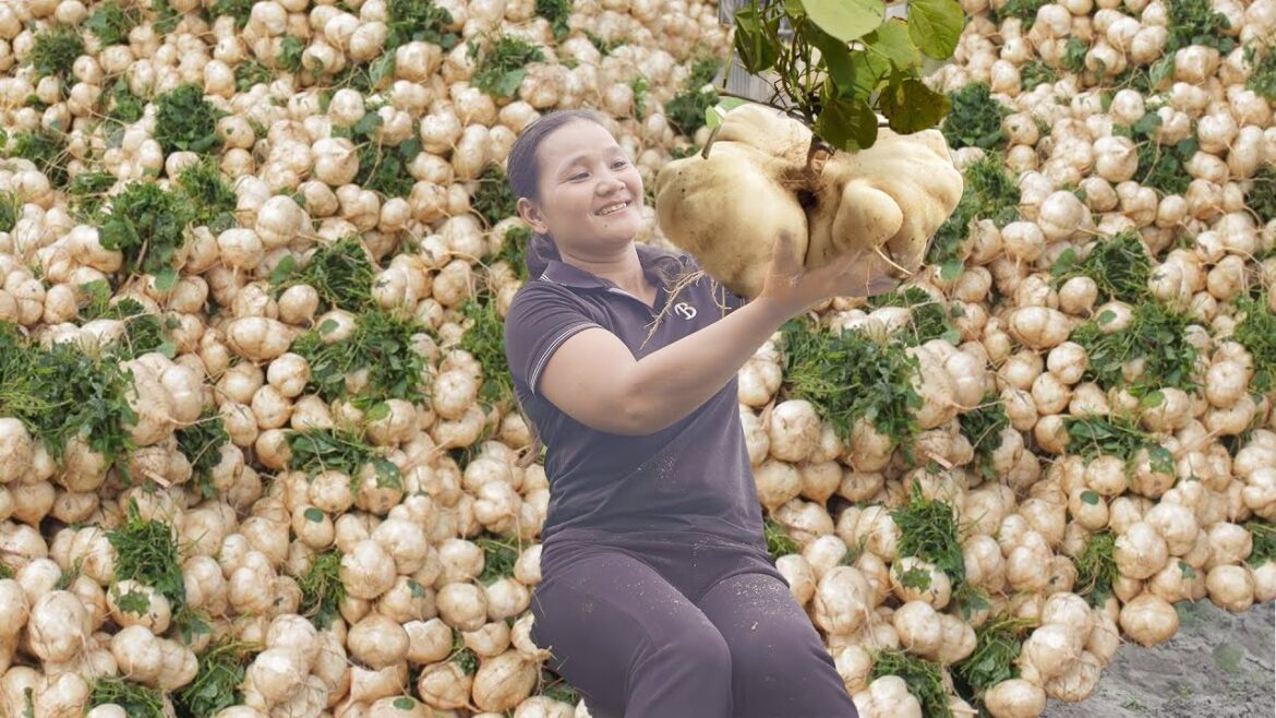 Harvest JICAMA, Harvest STAR FRUIT... Go To Market Sell - Gardening, Cooking | Building New Life