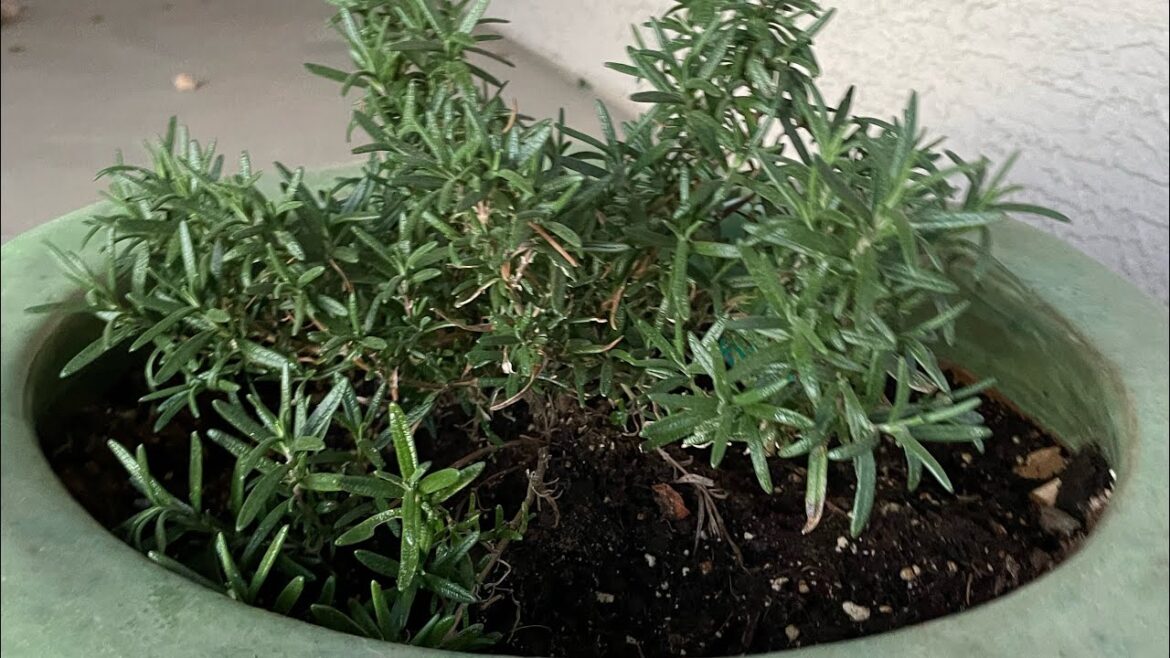 COOKING FROM OUR AMAZING WINTER KITCHEN CONTAINER GARDEN AZ 9B πππ 1/16/2024 #garden #family COOKING FROM OUR AMAZING WINTER KITCHEN CONTAINER GARDEN AZ 9B πππ 1/16/2024 #garden #family