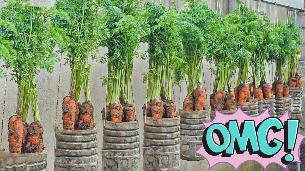 No Needed Garden, This Is How I Have Carrots and White Eggplants to Eat All Year Round