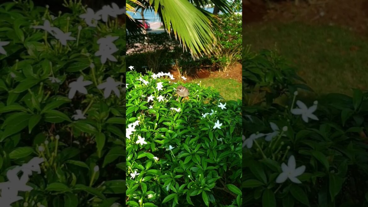 🌻 Beautiful flower and sparrow |#naturelovers #shorts #relaxing 🌻 Beautiful flower and sparrow |#naturelovers #shorts #relaxing