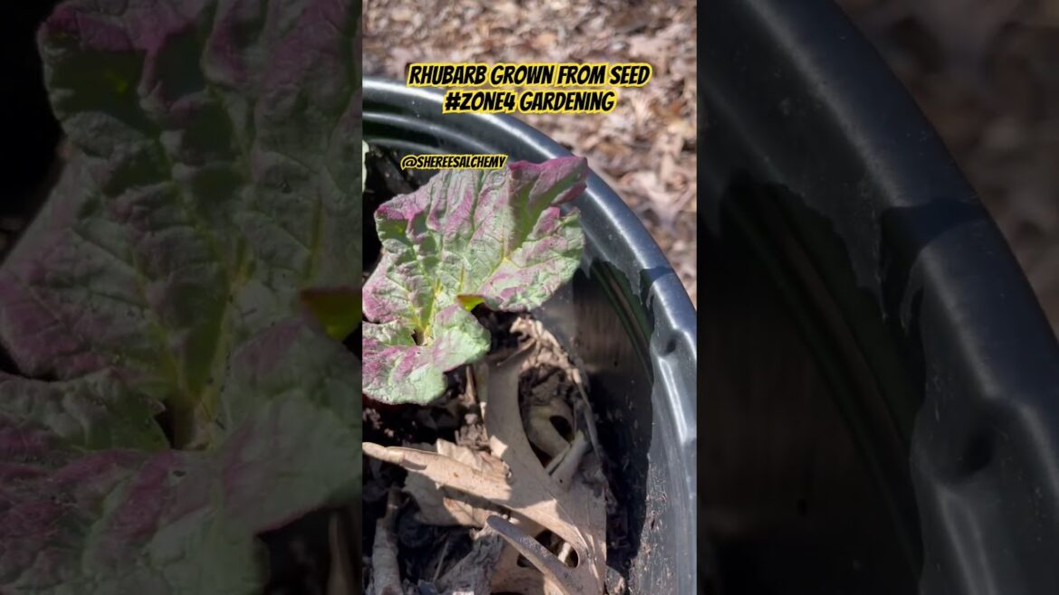 Rhubarb Grown From Seed – Perennial Fruit & Vegetable Gardening – Zone 4 Garden Season 2024 Rhubarb Grown From Seed - Perennial Fruit & Vegetable Gardening - Zone 4 Garden Season 2024