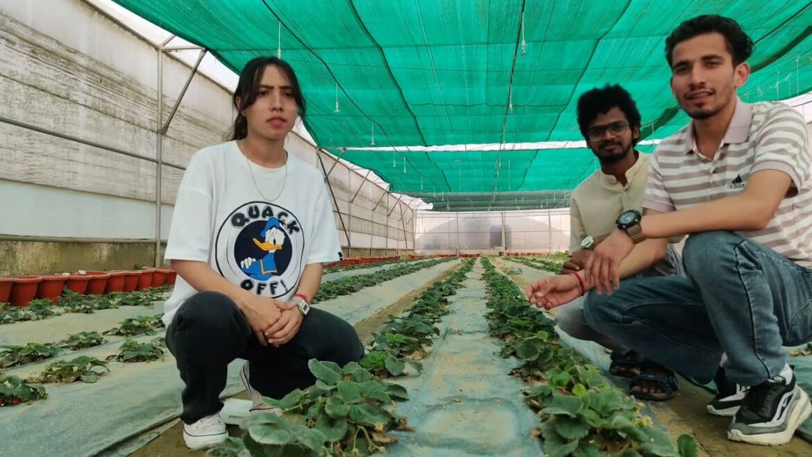 Podcast (Breeding aspects in Strawberry 🍓) #strawberry #breeding #podcast