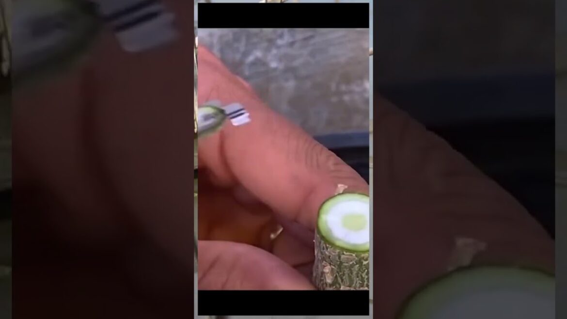 9 4 24 1 #gardening #garden #bonsai #gardenproject #grafting #gardendesign #gardeningt