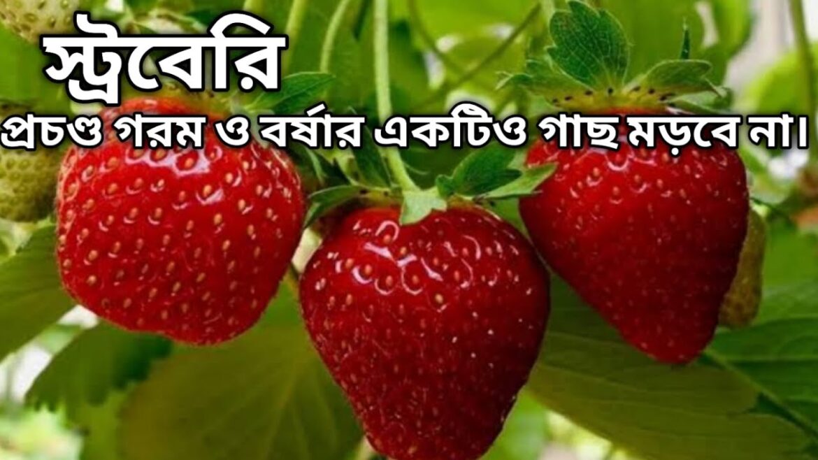 গরম ও বর্ষার হাত থেকে সারা বছর বাঁচিয়ে রাখার টপস। strawberry plants care in summer | gardening tips গরম ও বর্ষার হাত থেকে সারা বছর বাঁচিয়ে রাখার টপস। strawberry plants care in summer | gardening tips