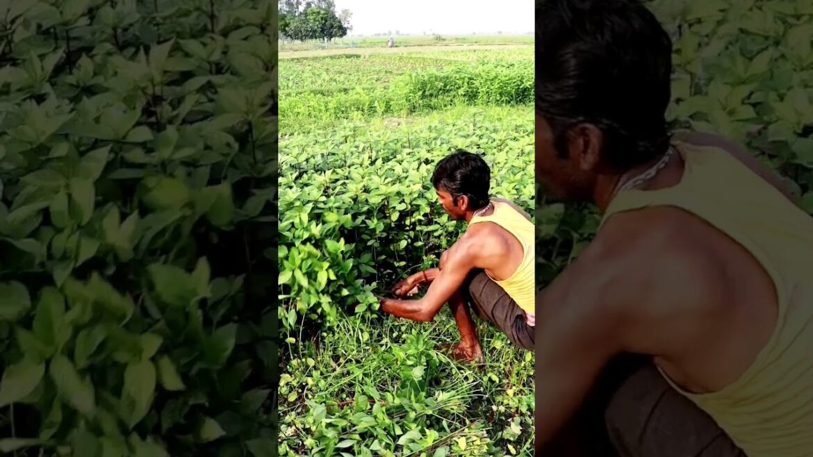 Harvesting Leafy Vegetable #shorts Harvesting Leafy Vegetable #shorts