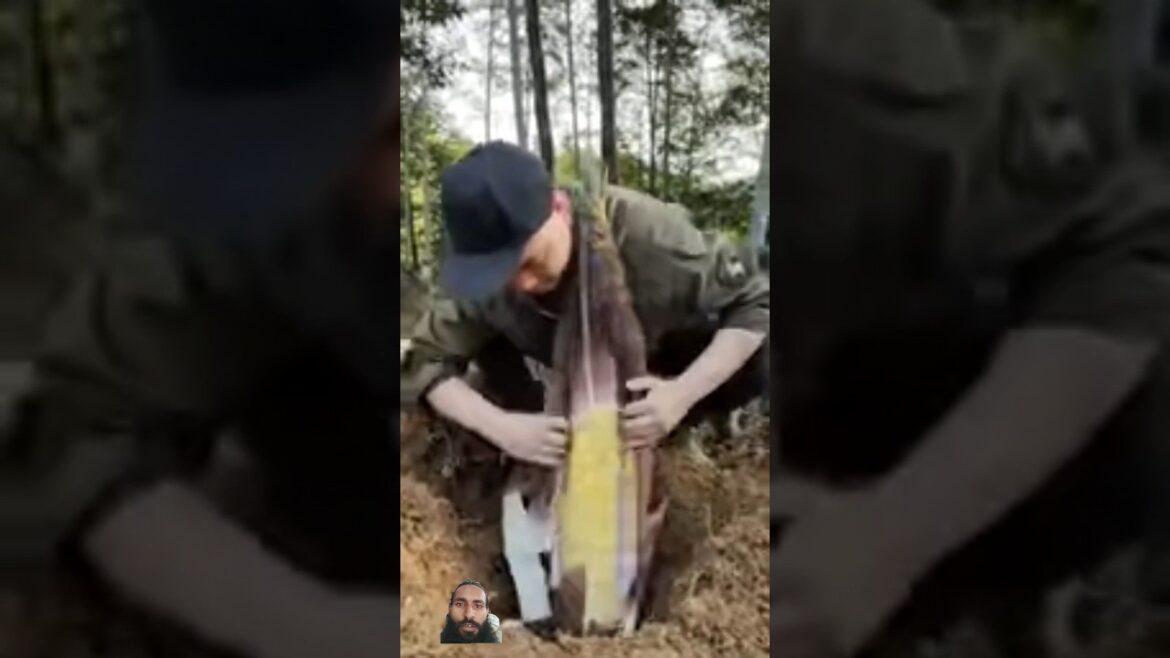 Amazing Sound Of Peeling Bamboo Shoots 😍 #shorts #viral