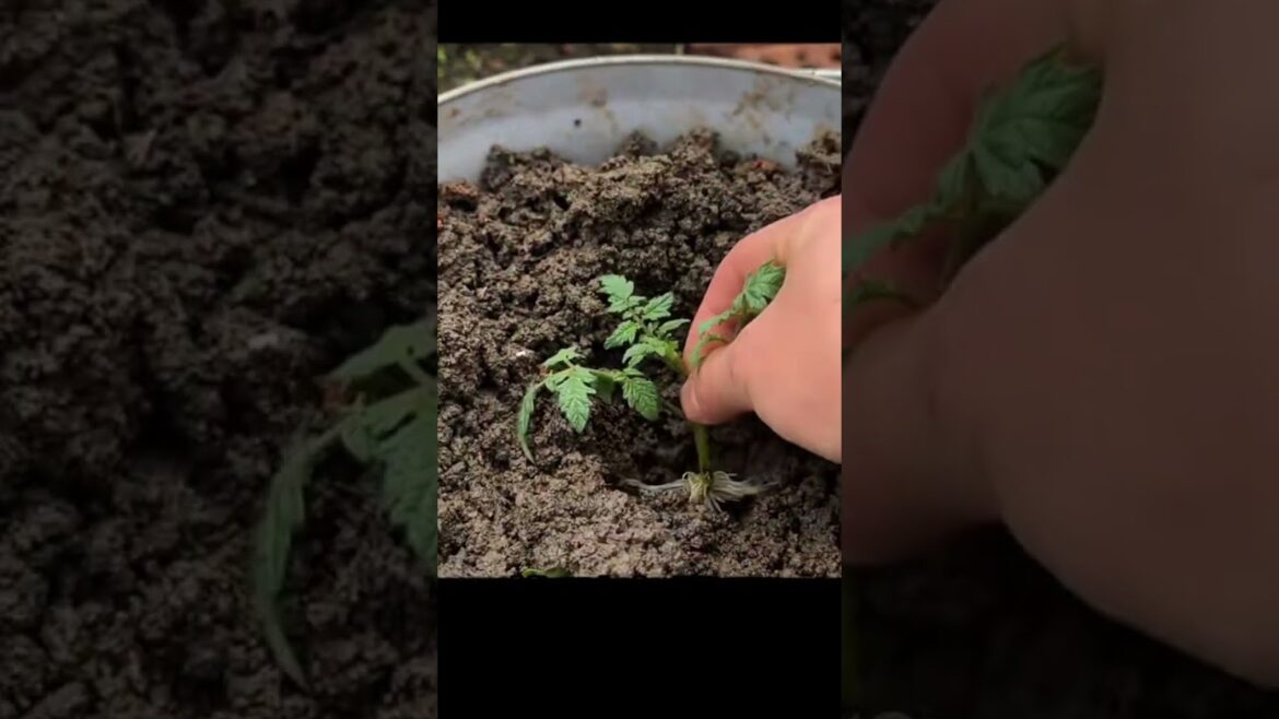 Tomato to Terrace: My Secret to Growing Pure Green Vegetables at Home – Farm Food Family Tomato to Terrace: My Secret to Growing Pure Green Vegetables at Home - Farm Food Family