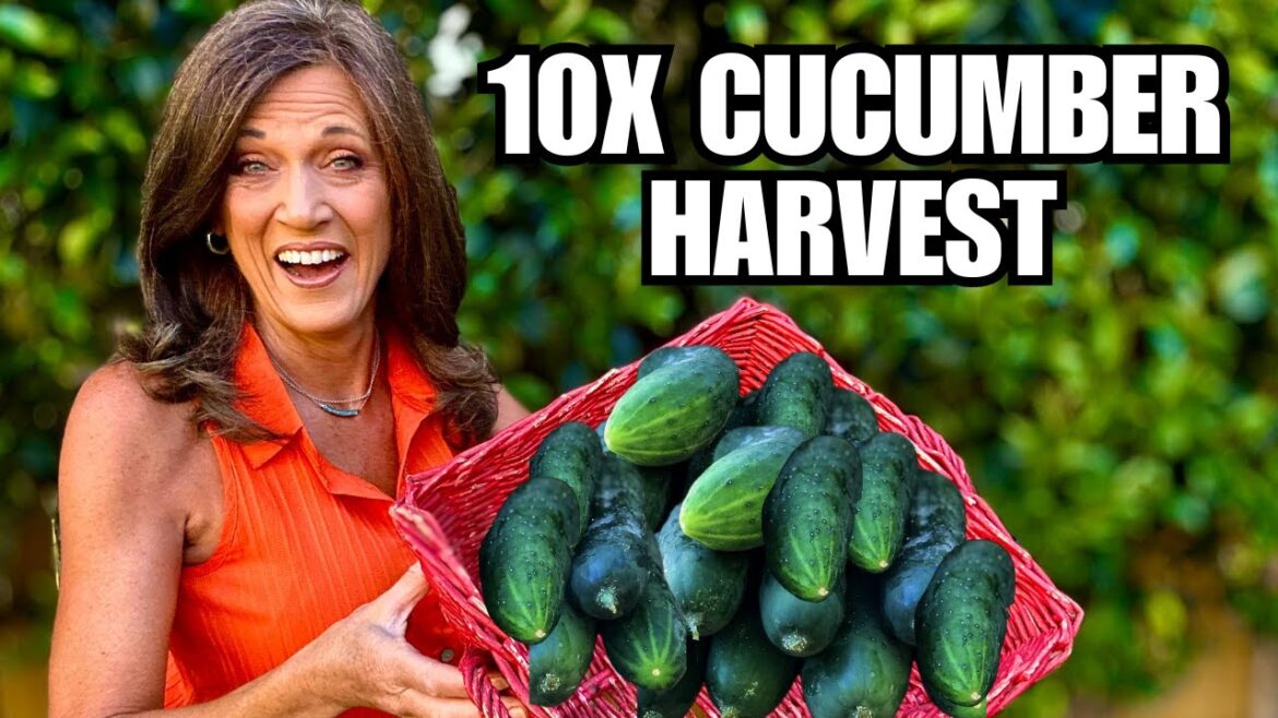 CaliKim: Cucumbers: How to 10x Your Harvest Cucumbers: How to 10x Your Harvest