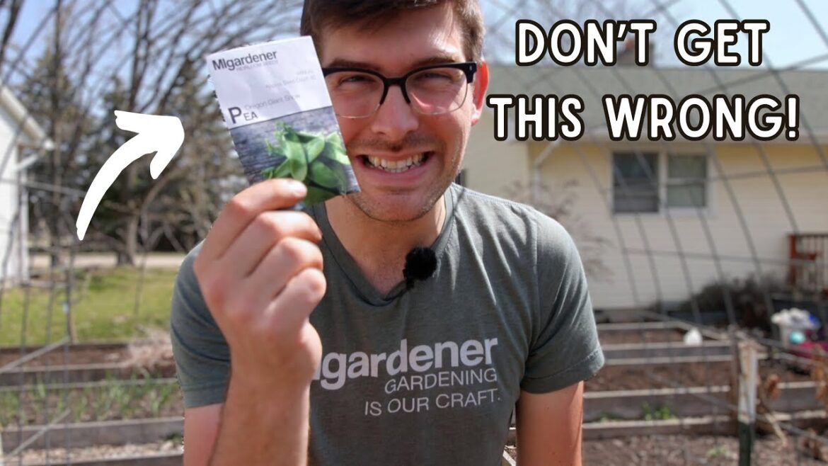 Grow Peas Like a Pro - EXPERT Tips For An OUTSTANDING Harvest