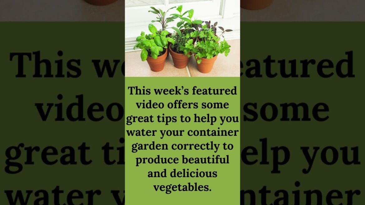 Garden Video: Watering Your Container Garden