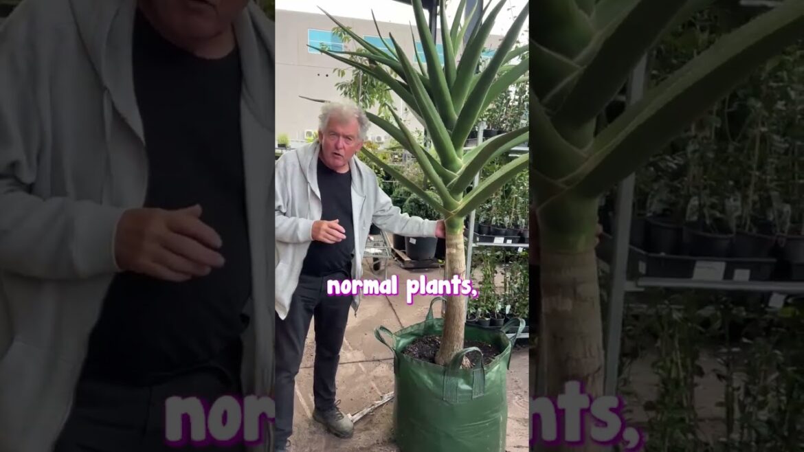 Got an Exposed Windy Site? Plant Tree Aloe🏡⭐ Got an Exposed Windy Site? Plant Tree Aloe🏡⭐