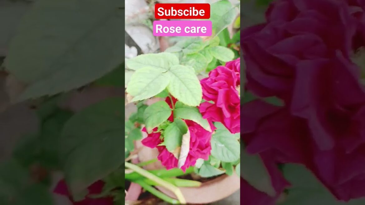 How to repot the rose plants #gardening #gardenbeauty #gardeningtips #shorts #youtubeshorts #viral