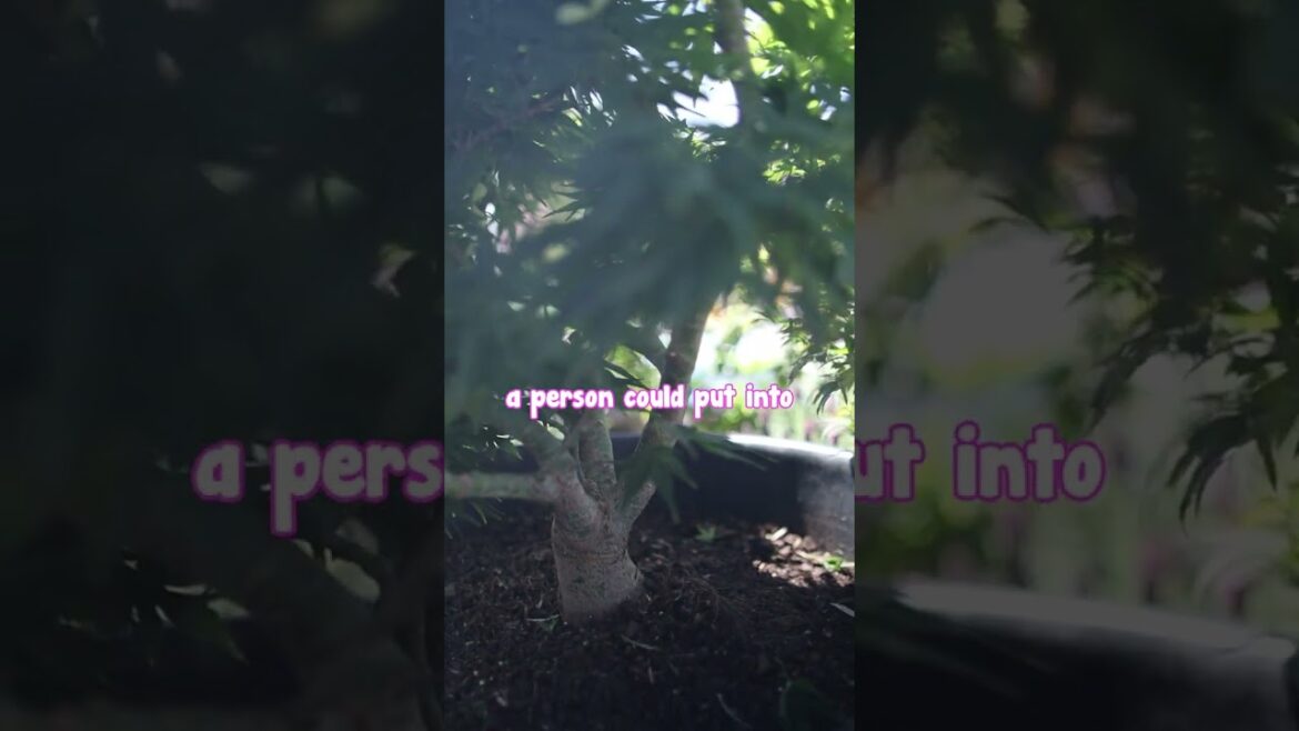 Mikawa Yatsabusa – A Rare Japanese Maple that Naturally Grows as a Bonsai🍁 Mikawa Yatsabusa - A Rare Japanese Maple that Naturally Grows as a Bonsai🍁