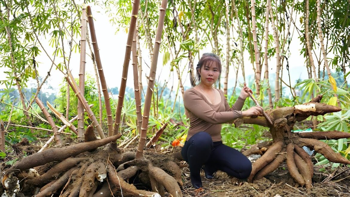 Harvest Cassava Roots Goes to market sell – Vegetable gardening | Tiểu Ca Daily Life Harvest Cassava Roots Goes to market sell - Vegetable gardening | Tiểu Ca Daily Life